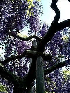 藤満開!「あしかがフラワーパーク」へ。FlowerPark in Ashikaga/Tochigi/JAPAN.