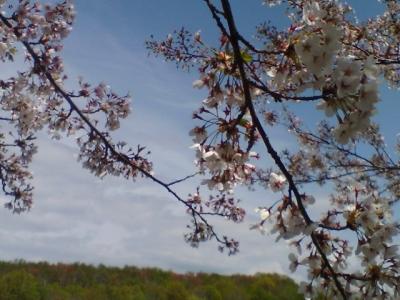 北海道随一の桜の名所！