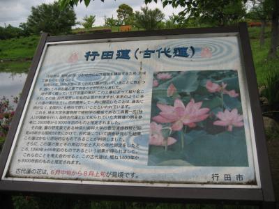 古代蓮公園 春