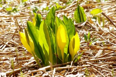 ［08］奥裾花自然園の水芭蕉
