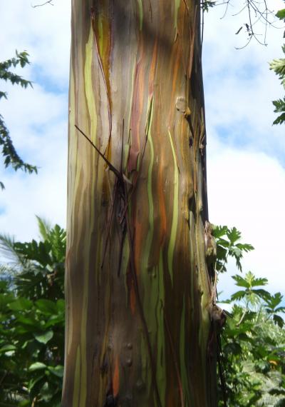 §南洋諸島の花園 ポナペ 2 ~島内観光&セイペッパー園編~