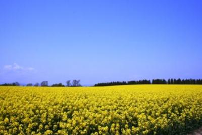 2008.5 北海道は今が満開、滝川の「菜の花まつり」