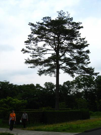 お花に囲まれて癒しの時間