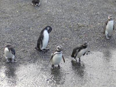 風と氷河の大地パタゴニア一人旅?～最果ての地！ウシュアイア編