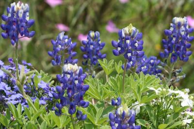 2008春、名古屋港・ブルーボネット(5/5)：睡蓮、カバの置物、記念撮影場所、鉄扇