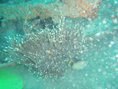 バリ旅行記 ★第3日目★エナダイブ・講習2日目