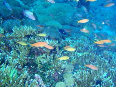 バリ旅行記★第4日目★エナダイブ・講習最終日