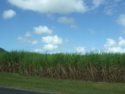 思う壺Barマダムの海外だってお部屋にこだわりた~い♪ ケアンズその3 「シルキーオークスロッジ」 リバーハウスでハンモック