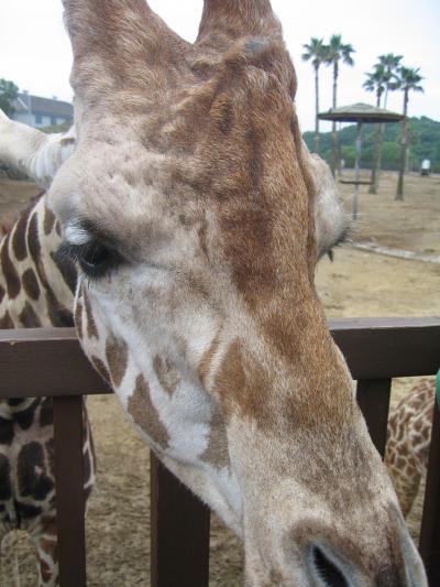 和歌山への旅（１日目 ③アドベンチャーワールド）