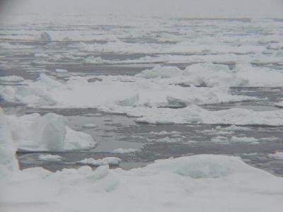 冬の北海道探鳥ツアー [2004](1)