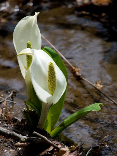 81万本の水芭蕉