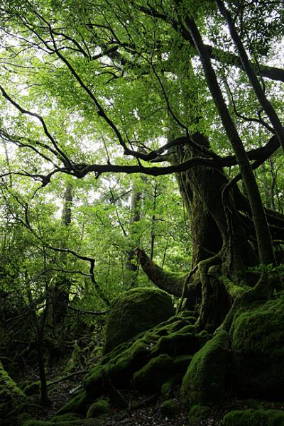 屋久島に関する旅行記 ブログ 43ページ フォートラベル 鹿児島県