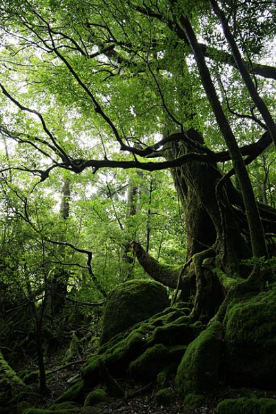 世界遺産　屋久島　もののけの旅