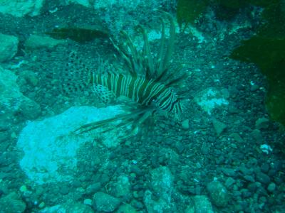 伊東市（八幡野）DIVING