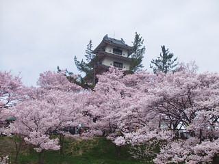 花見だ！信州上田城・高遠とあんずの里と桃の花と善光寺