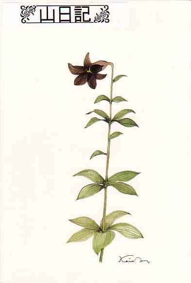 山日記/上高地・初夏