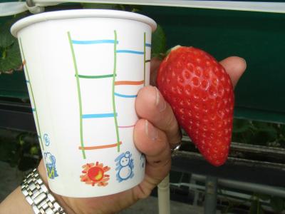 駒ケ根高原　日帰りバス旅行