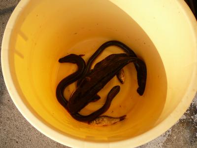 観音の里・余呉湖・賤ｹ岳散策：早朝散策?