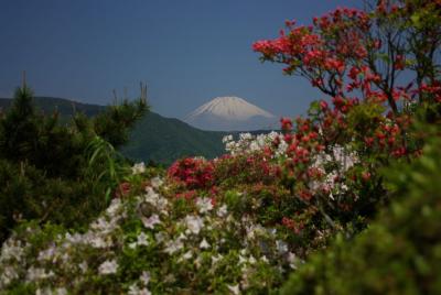 箱根・ひめしゃらと名残の花月園ホテルのつつじ　