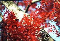 秋の京都で紅葉狩り