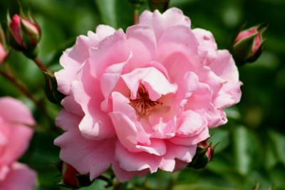 2008春、花フェスタ記念公園の薔薇(7/14)：パークストーン・プライド、モーデン・ルビー