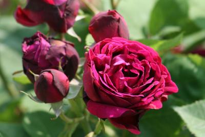 2008春、花フェスタ記念公園の薔薇(8/14)：オールド・ローズ：モリス・ルペレティエ