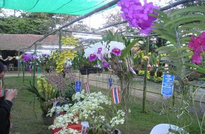 タイ北部旅行（34)チェンライ・花のフェステイバル
