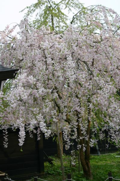 東北三大桜ツアー?　角館さくら祭り！？
