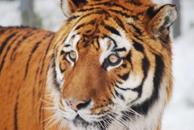 本当に　本当に　ライオンだーー！でも虎が好き！富士サファリパークの巻　　