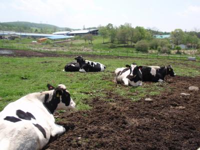 新緑の蓼科・女神湖 2008