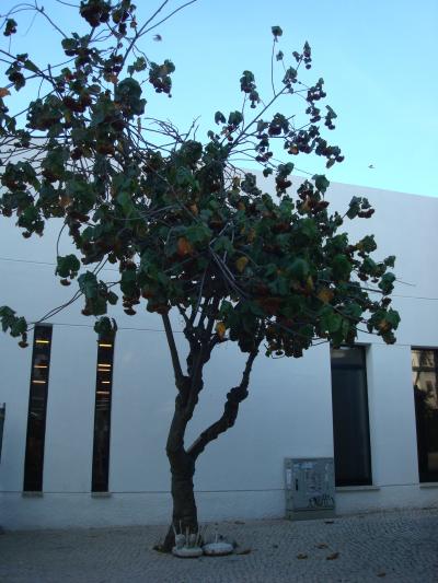 【ラーゴス編】ポルトガル・世界遺産・小さな村々満喫の旅