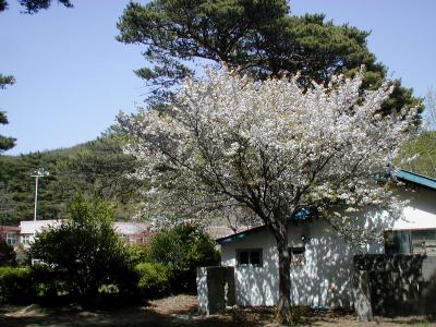 2005春、韓国紀行13(8)：5月2日(2)インチョン・徳積島(トクチョクド)からインチョン経由ソウルへ