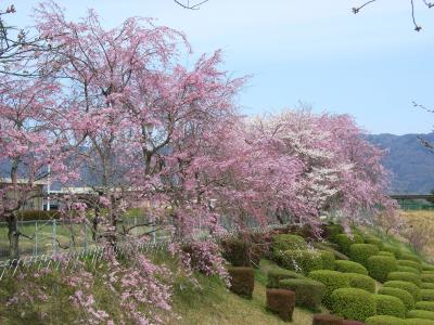 月ヶ瀬周辺　春のドライブ　2008.4
