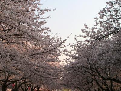 Osaka with Cherry Blossomes