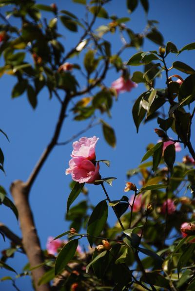 薬師池公園再び！　一人散歩の巻