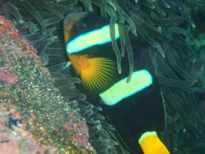 串本ダイビング&串本倶楽部