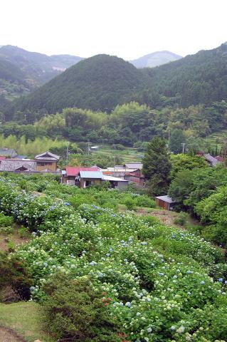 小皆（こかい）姉妹園　オープン！