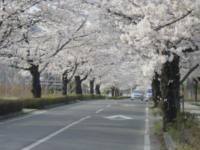 ★埼玉★桜浮き浮きツーリング-2008春-