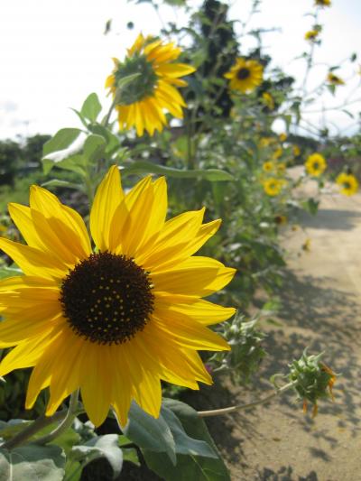 【五日目】石垣島・波照間島・竹富島