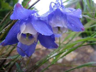 6月上旬のアポイ岳登山＆高山植物鑑賞