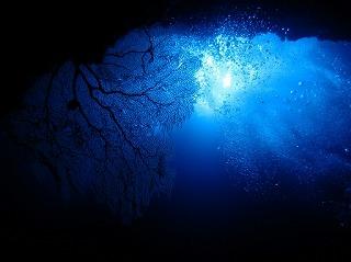 パラオダイビングツアー?