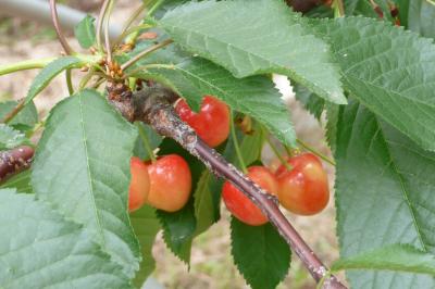 さくらんぼ狩り