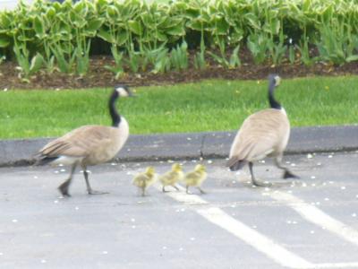 ★デトロイト出張（４）★本会議開始!★フツーのアメリカンランチ～ビストロBanboo★（2008年5月）★