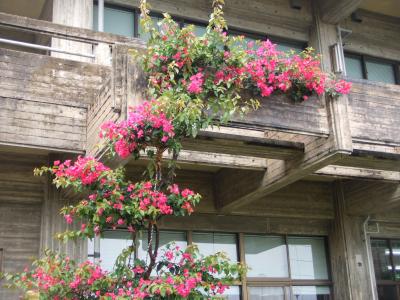 一足早くに夏気分・沖縄の旅