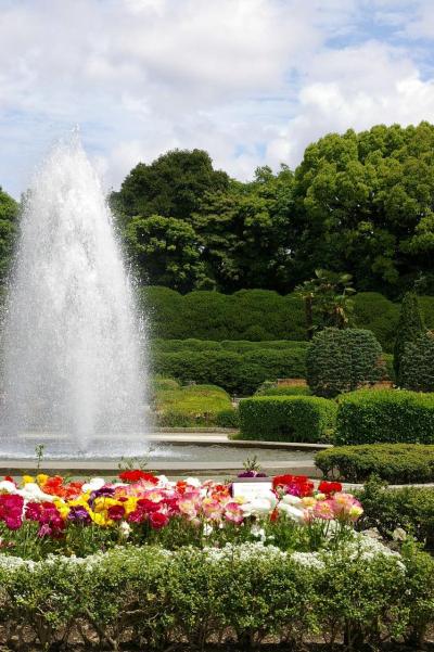 京都府立植物園へ　薔薇とハンカチノキに逢いたくて～