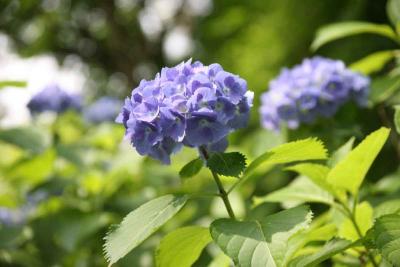 花満開のはままつフラワーパーク　=紫陽花・花菖蒲…など=