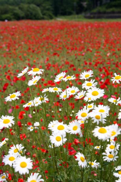 山中湖花の都公園