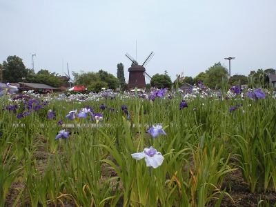 初夏の菖蒲祭り♪