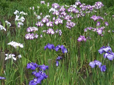 大和　泉の森（初夏）　菖蒲とアジサイ