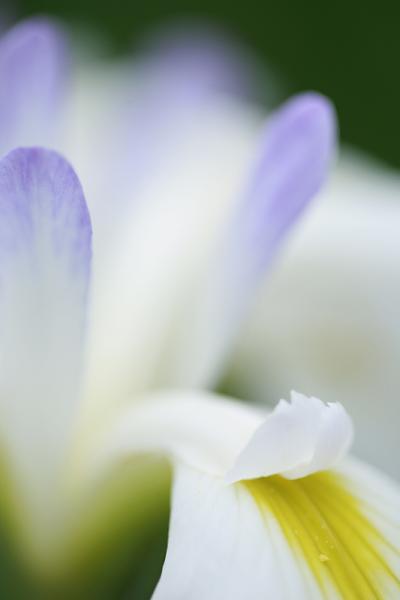 花の郷　滝谷花しょうぶ園　「杜若　花菖蒲　あやめ　区別がつきますか？私はつきません」。　　　/奈良県宇陀市室生区滝谷